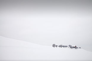 leafless tree, landscape, snow