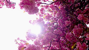 pink flowered tree HD wallpaper