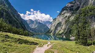 green leafed tree, photography, nature, landscape, mountains