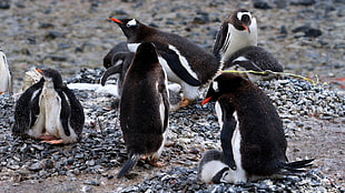 flock of white-and-black penguins, animals, penguins, birds, baby animals