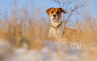 medium short-coated brown and white dog on brown grasses HD wallpaper