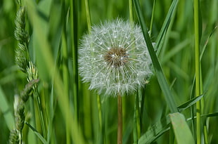 white dandelions