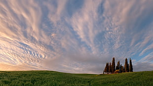 green grass field, landscape