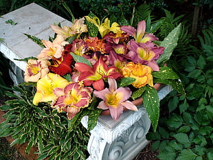 photo of pink and yellow petaled flowers