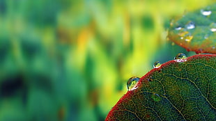 macro shallow focus photography of green leaf plant with water drop