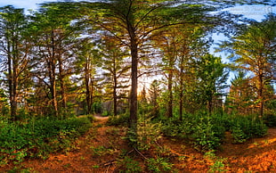 green trees, landscape, nature, forest, sunset