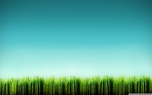 green and yellow abstract painting, grass, artwork, sky HD wallpaper