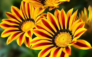 yellow sunflower, flowers