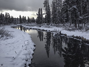 snow covered pine trees and river photo HD wallpaper