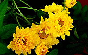 closeup photo of yellow petaled flowers with green leaves