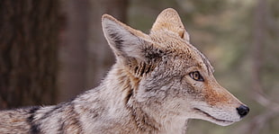 brown coated fox, coyote HD wallpaper