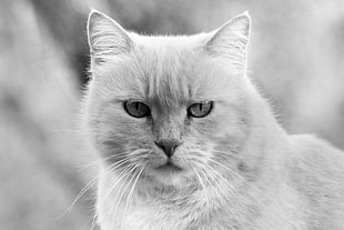 grayscale photo of cat HD wallpaper