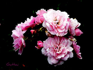 pink petaled flowers