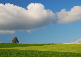 clear crop field under blue cloudy sky HD wallpaper