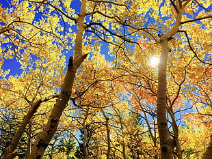 long angle photography of yellow leaf trees under blue sky HD wallpaper