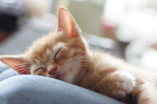 orange kitten sleeping