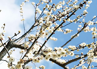 macro shot photography of white flowers