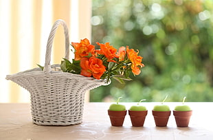 orange flowers on white woven basket HD wallpaper