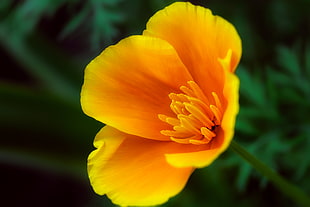 yellow petaled flower blooming during daytime, california