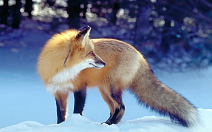 brown Fox on snow HD wallpaper