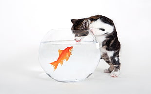 calico kitten leaning on clear glass fish bowl with gold fish inside HD wallpaper