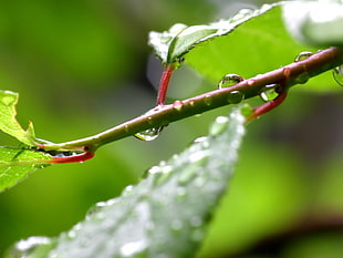 shallow focus photography of green leaf plant with water drops