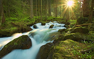 time-lapse photography of water stream in forest with sunlight HD wallpaper