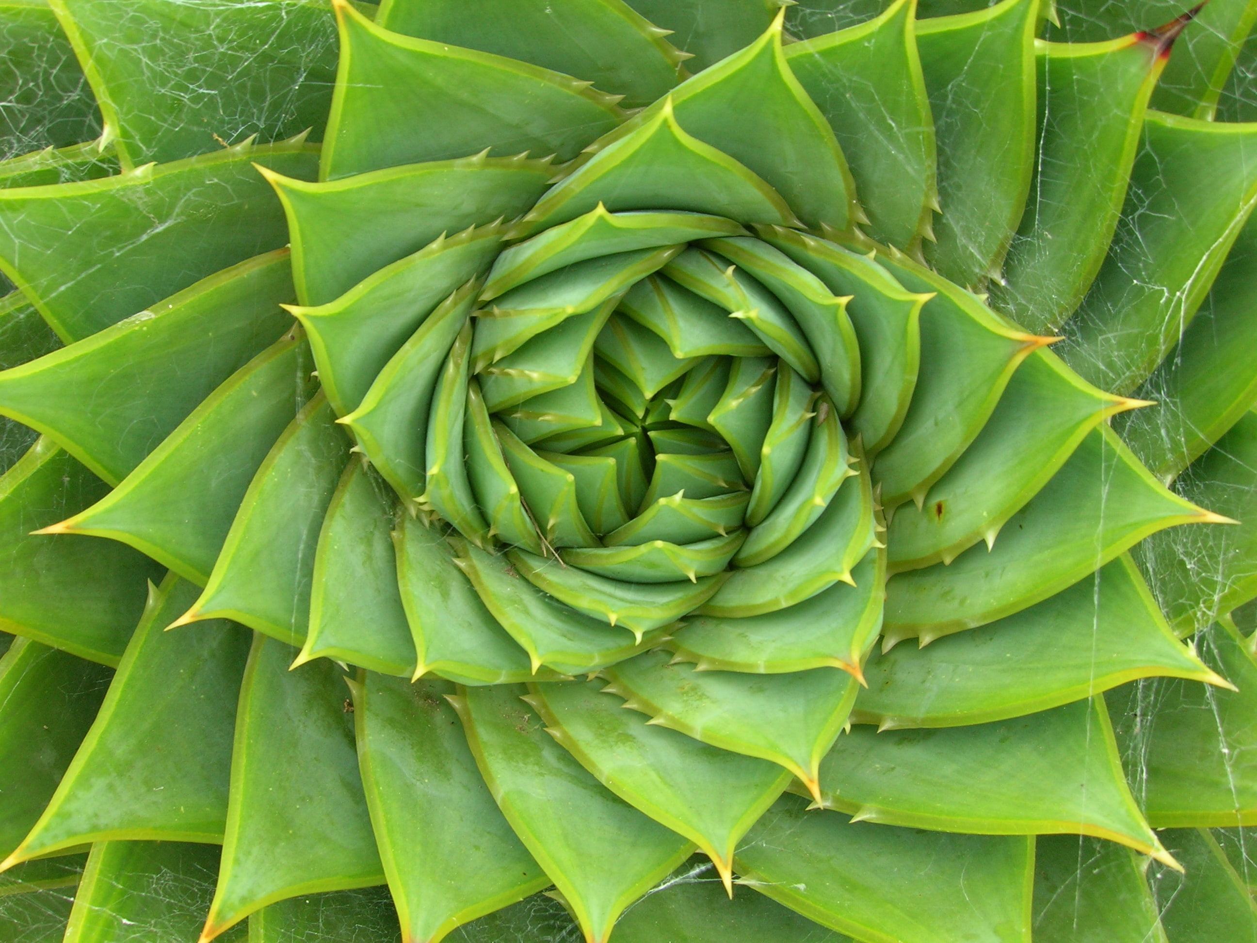 Green succulent plant HD wallpaper | Wallpaper Flare