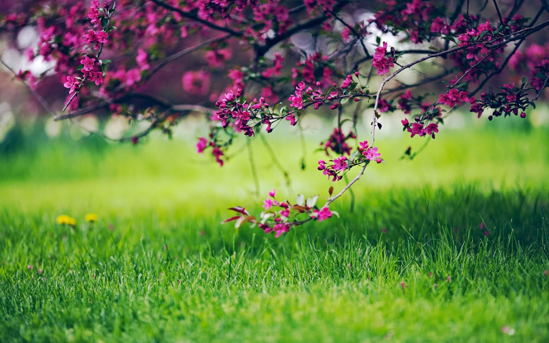 pink clustered flowers near green grass field at daytime