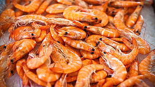 shrimp lot HD wallpaper