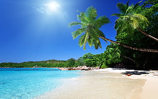 beach and tree