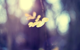 selective photography of green fallen leaf during daytime