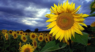 closeup photo of sunflower