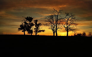 silhouette of trees during golden hour HD wallpaper
