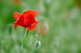 red petaled flower selective photography