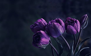 four purple petaled flowers, flowers, velvet, tulips HD wallpaper