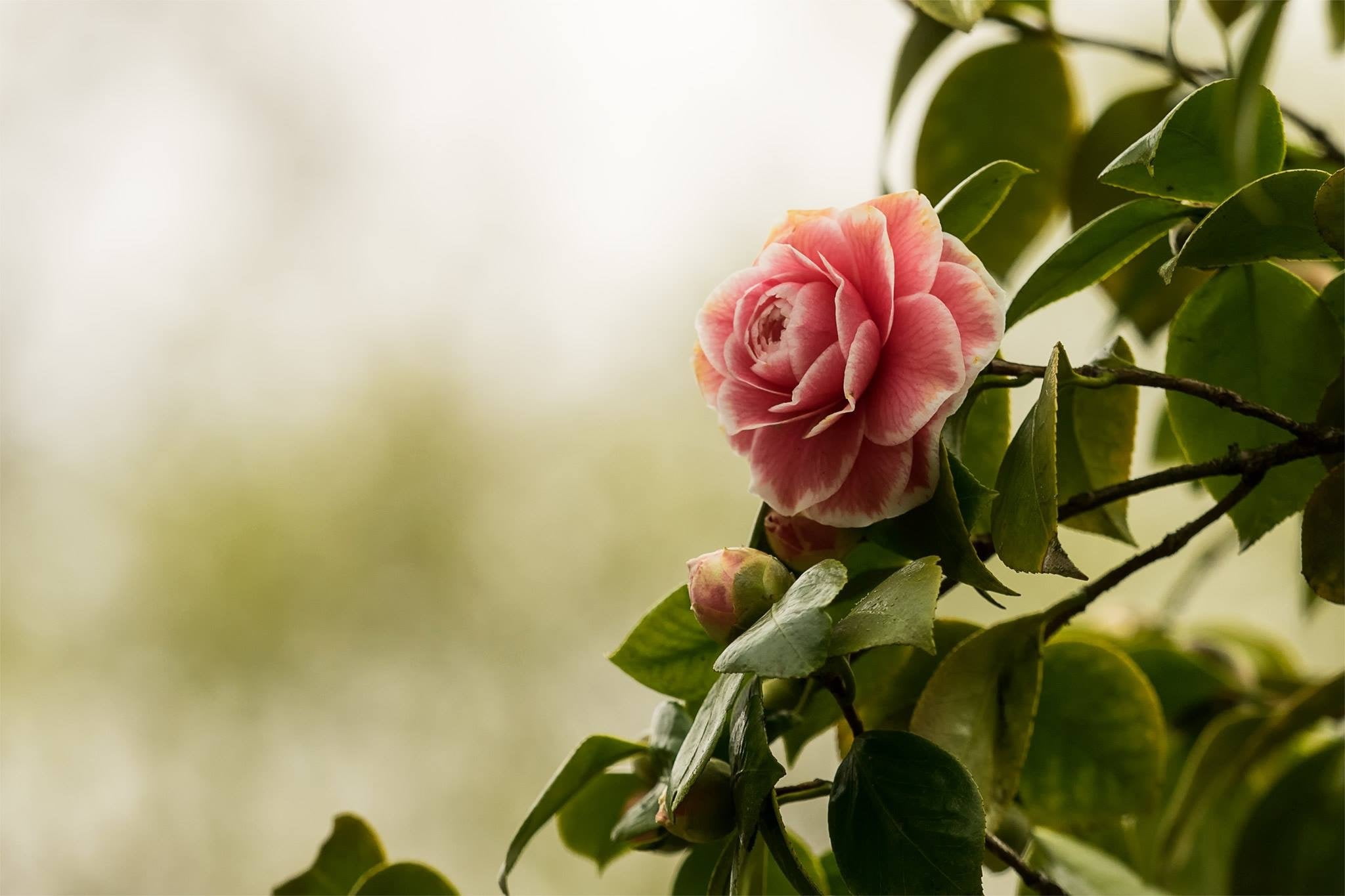 pink rose