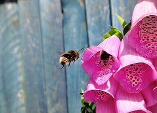 honeybee in flight near pink bell flowers in closeup photo HD wallpaper