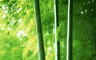 green bamboo, nature, plants, trees, photography HD wallpaper