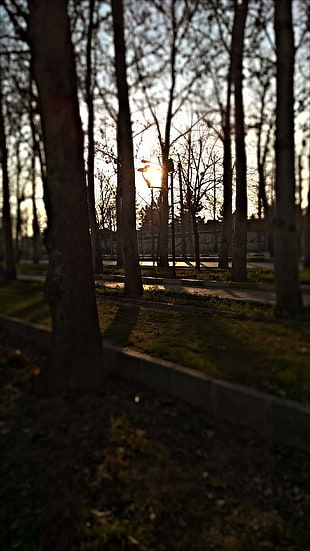 brown bare trees, trees, leaves, fall, sunset