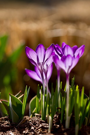 tilt lens of purple Crocus flowers in bloom HD wallpaper