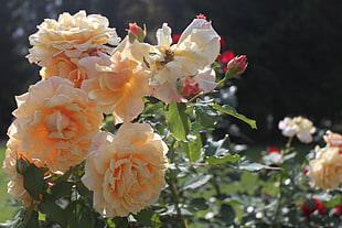 selective focus photo of yellow Roses