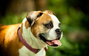 selective focus photography of tan and white Boxer dog HD wallpaper