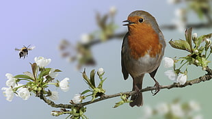 bird on tree branch near bee during daytime