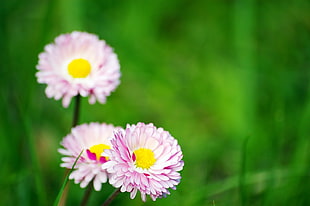 shallow focus photography of aster