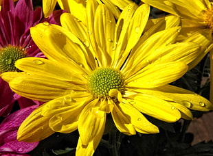 close up photo of yellow petaled flower HD wallpaper
