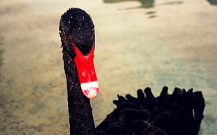 shallow focus photography of black duck with red bill HD wallpaper