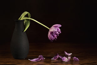 purple Tulip flower in vase HD wallpaper