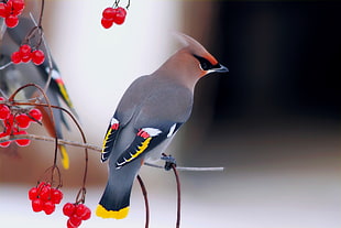 gray and red bird perched on a branch HD wallpaper