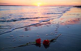 two red roses, flowers, rose, sunlight, beach HD wallpaper
